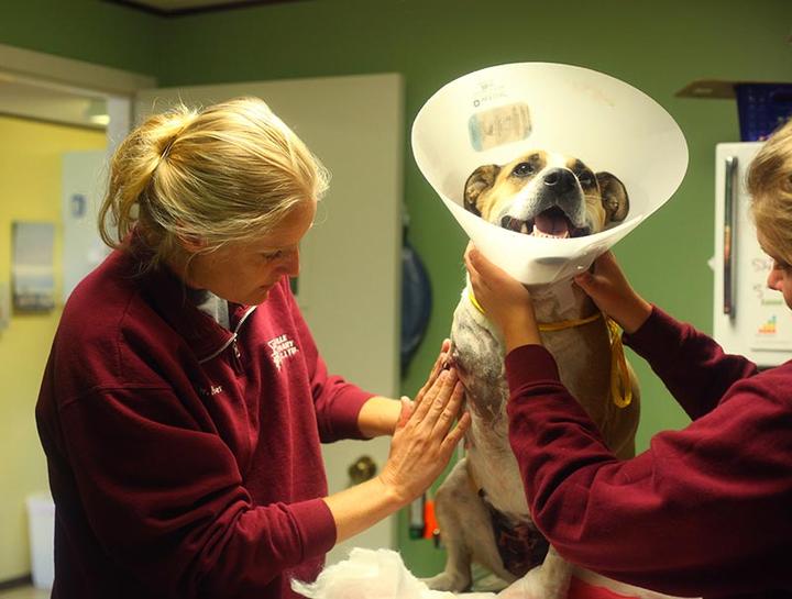 Emergency Veterinary Care