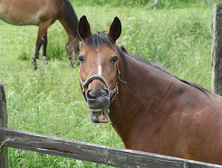 Equine Veterinarians