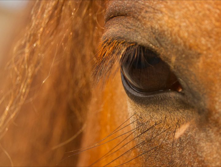$city Equine Veterinarians