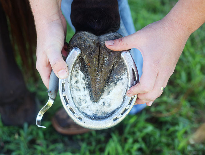 Equine Care