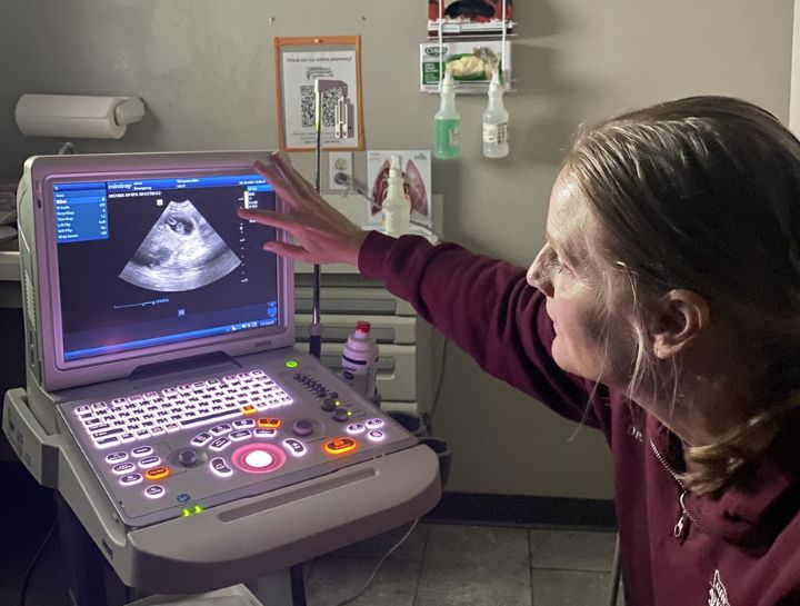 Small Animal Ultrasounds